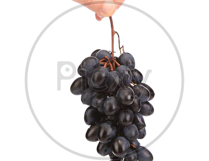 Branch Of Black Ripe Grapes In Hand. Isolated On A White Background.
