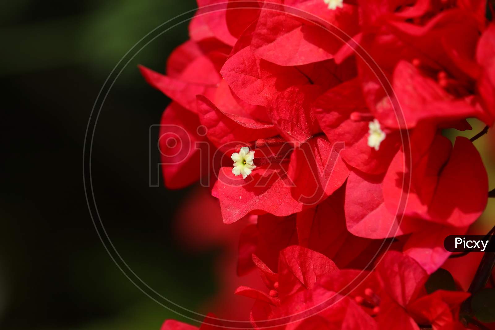 Micro Shot Of Red Bougainvillea Flower In Spring Time, Flowers Background