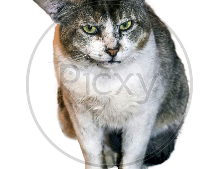 image of an angry male cat of india