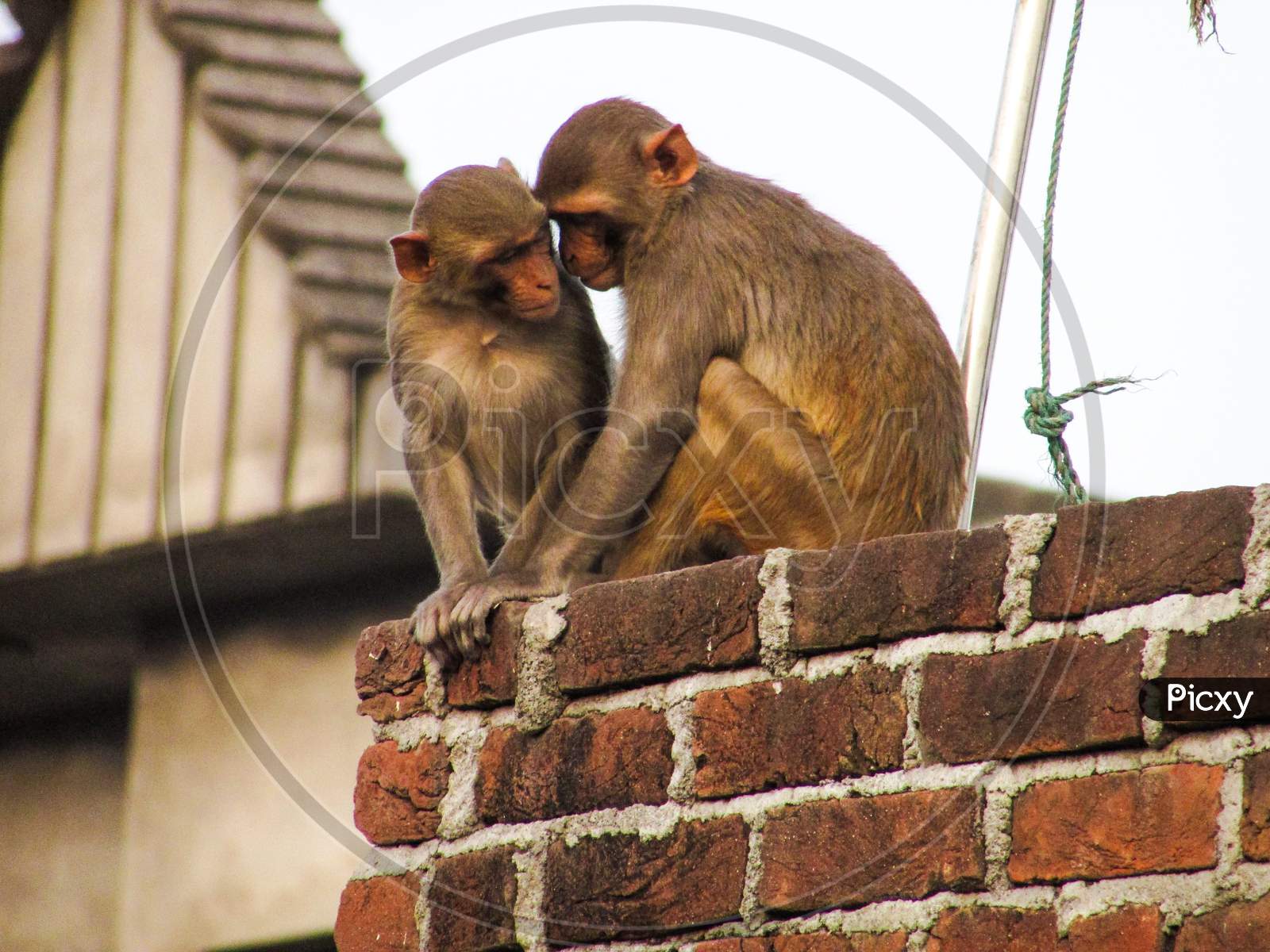Talking monkeys