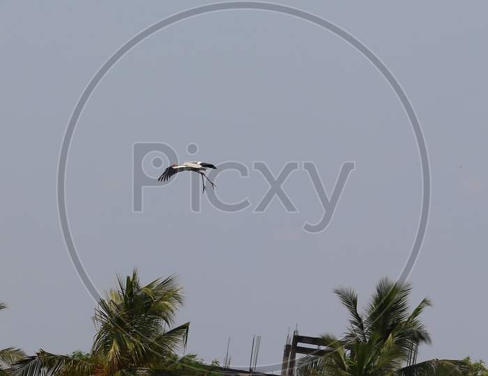 Closeup Of Indian Heron Landing On Ground , Bird Watching, Heron Bird