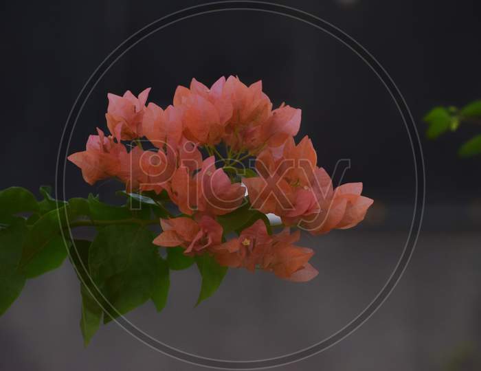 pinkish flower