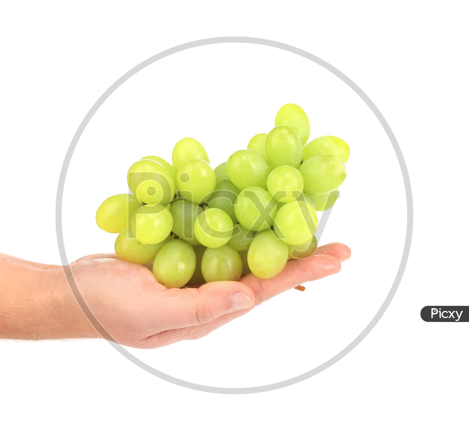 Green Ripe Grapes On Hand. Isolated On A White Background.