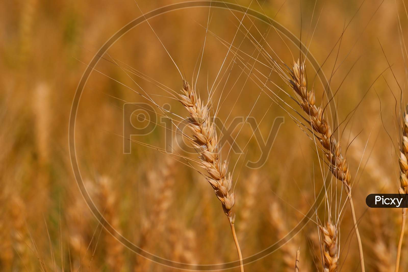 Close Up Of Ears Of Wheat Or Barley In Agriculture Field, Wheat Or Barley Crop