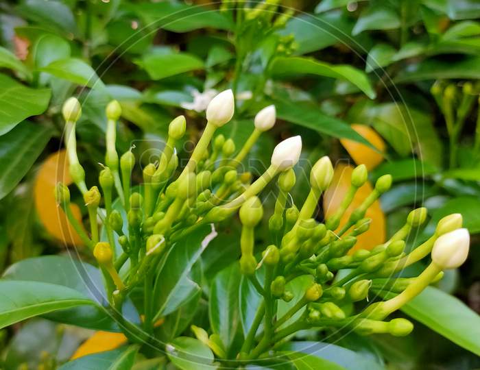 Buds of white flower