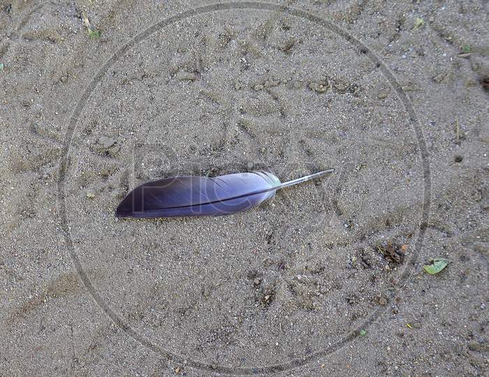 A Feather Or Wings Of Pigeon On The Ground, Bird Feather