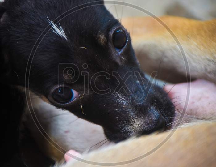 a Puppy drinking mother's milk