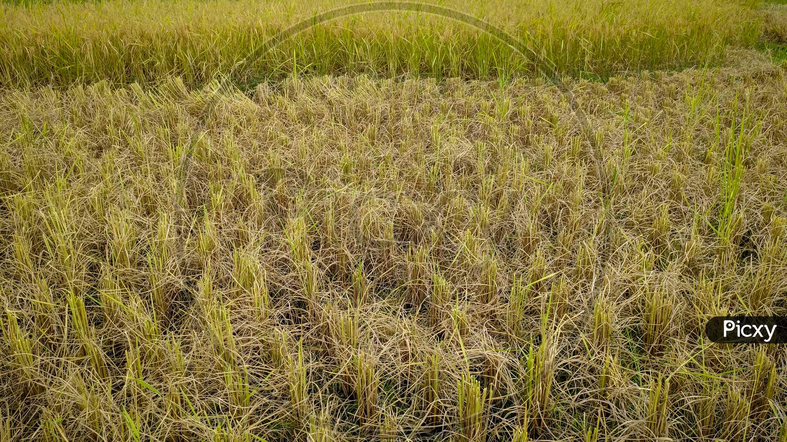 image of harvested rice paddy field background