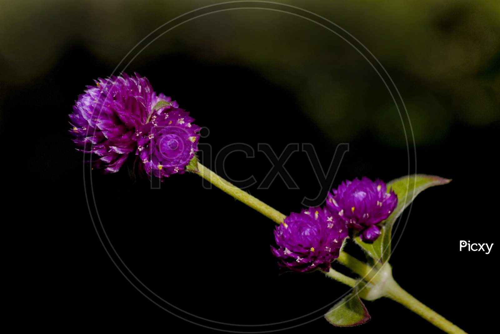 Macro Shot Of Wild Flowers blooming in Tropical Gardens Forming a background
