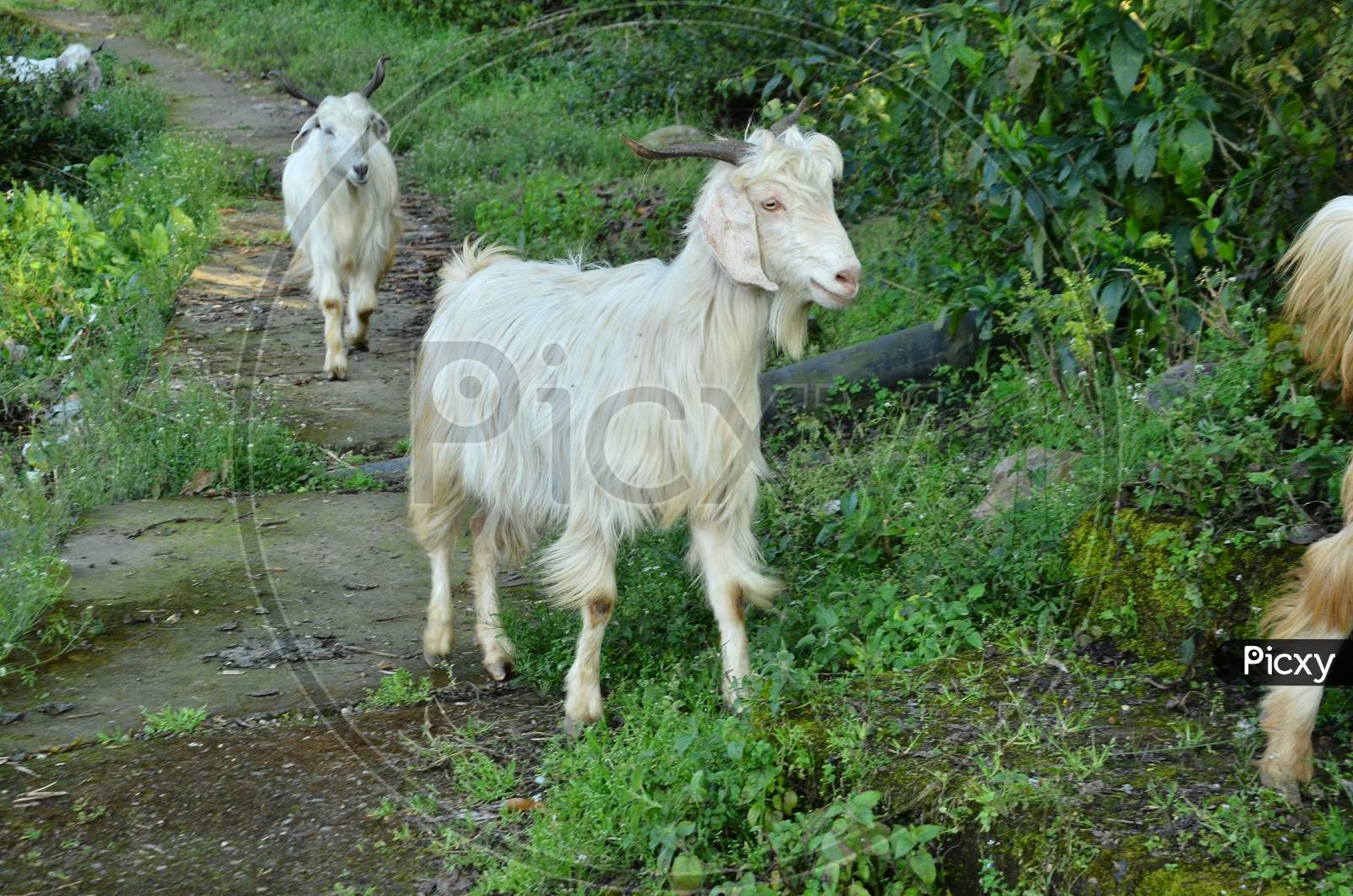 Goats at natural location in Himachal Pradesh, India