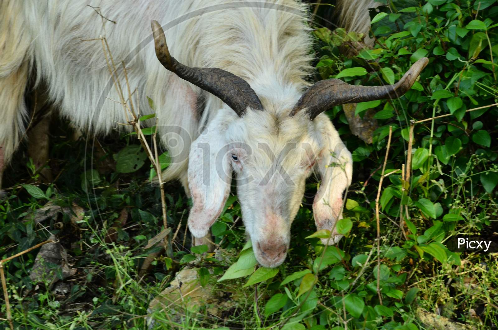 Goat at natural location in Himachal Pradesh, India
