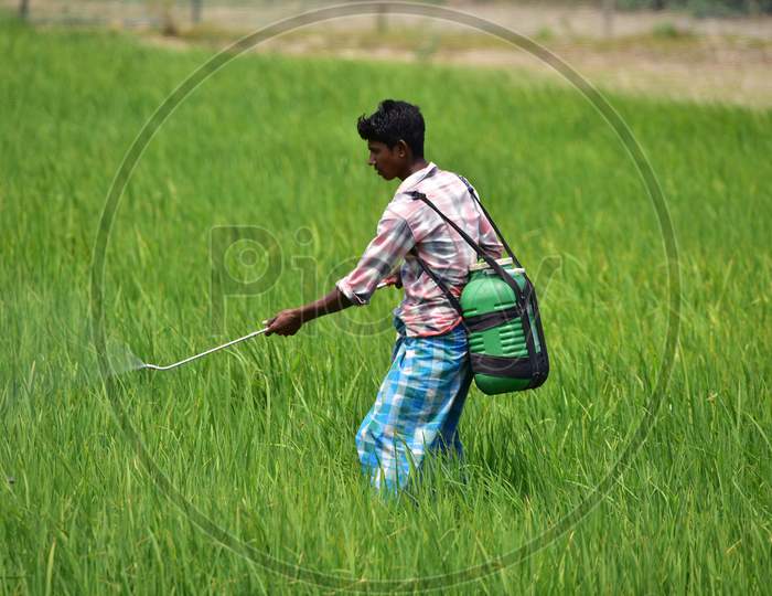 Farmer  Works At His Paddy Field During A Nationwide Lockdown Imposed In The Wake Of Coronavirus Pandemic At Sunaibali Village In Nagaon District Of Assam
