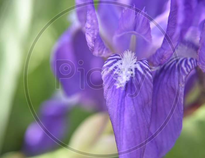 Flowers In The Garden Outdoor. Close-Up Photo. Nature In Details Concept.