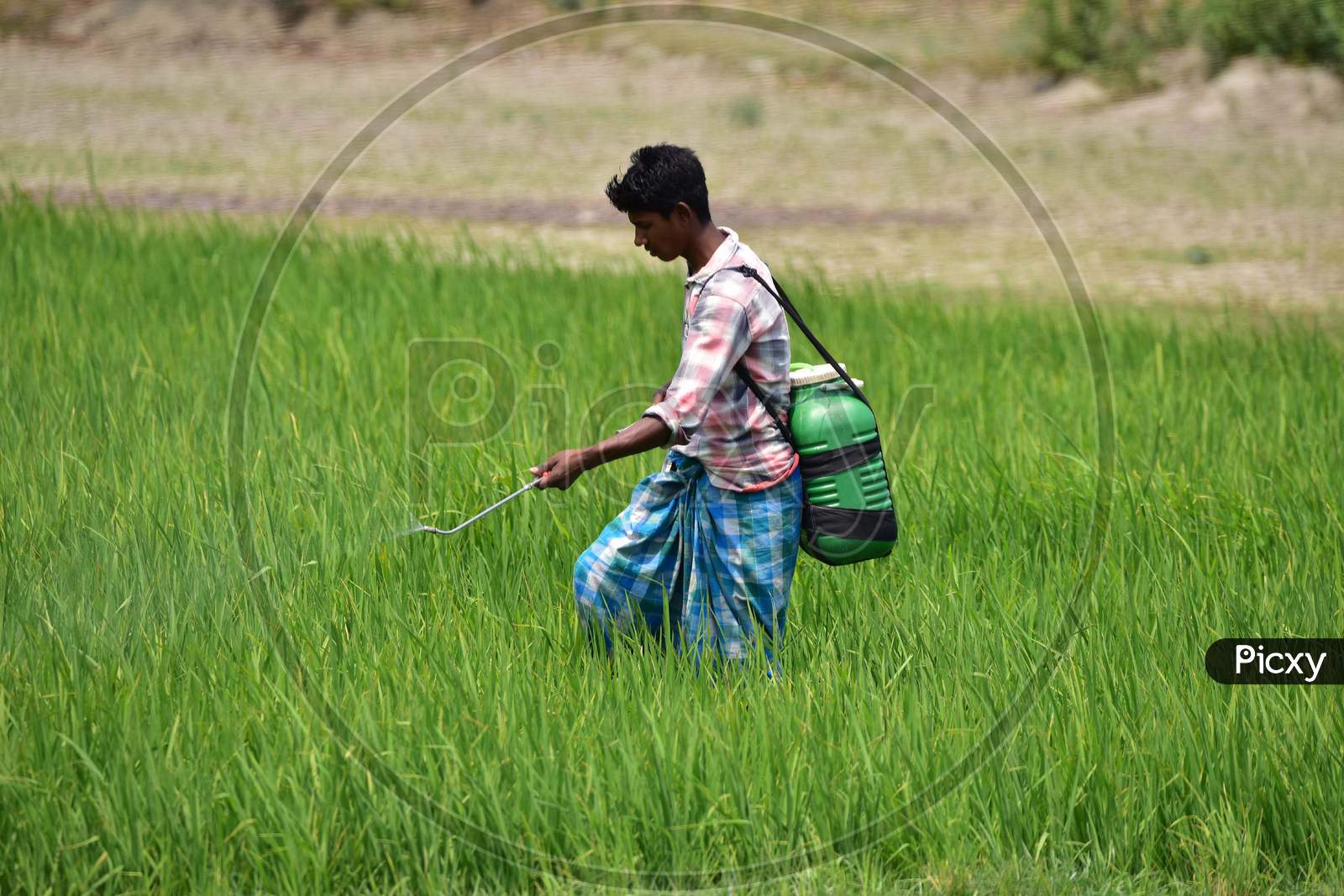 Farmer  Works At His Paddy Field During A Nationwide Lockdown Imposed In The Wake Of Coronavirus Pandemic At Sunaibali Village In Nagaon District Of Assam