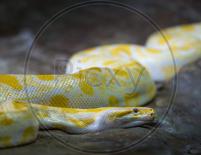 Yellow Python