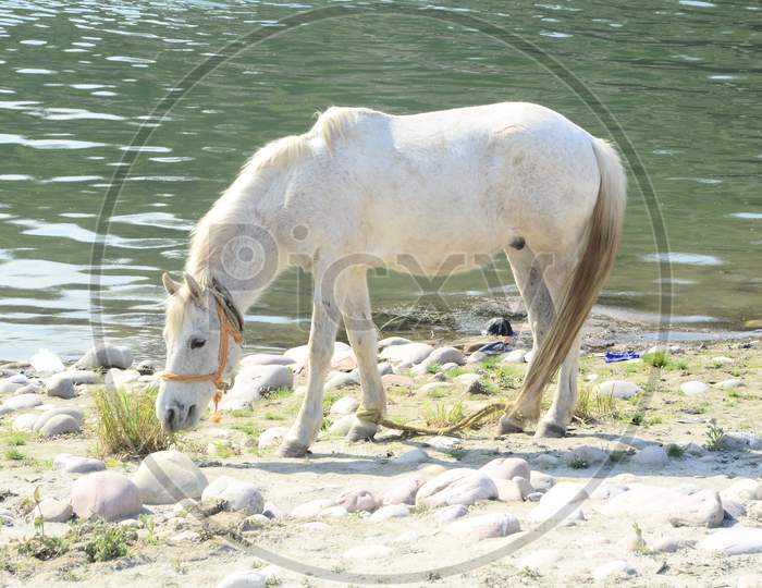 Horse Beside the Shoreline  in Himachal Pradesh India 4