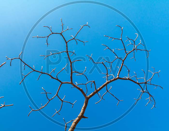 Bare Tree Branches Silhouette Against Blue Sky In The Background