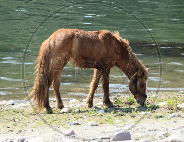 Horse Beside the Shoreline  in Himachal Pradesh India 1