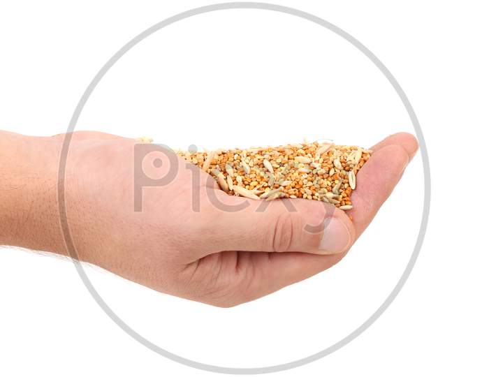 Hands Holds Heap Of Corn Grain. Isolated On A White Background.