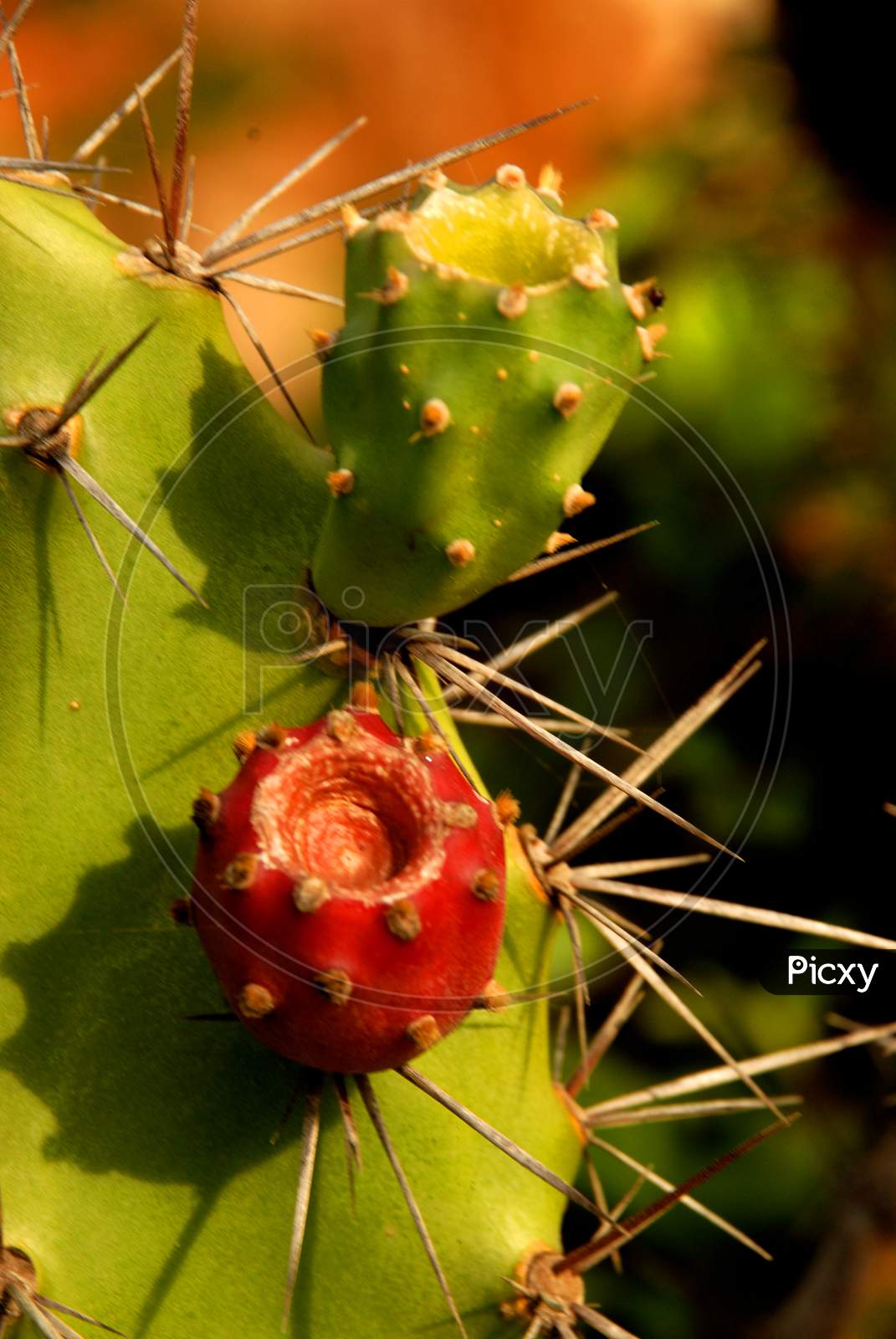 Macro Shot Of Cactus Plant With Fruit Forming a background