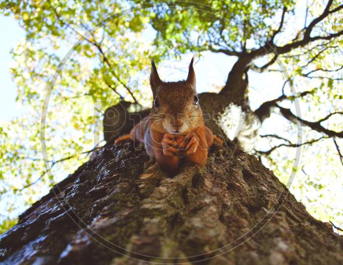 Squirrel Posed