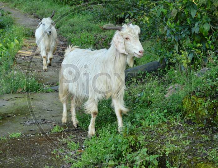 Goats at natural location in Himachal Pradesh, India