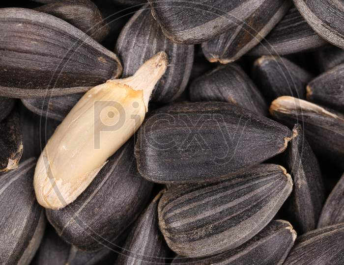 White Sinflower Seed On Black Seeds. Whole Background.