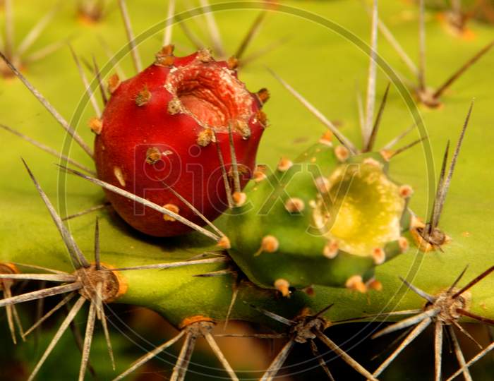 Macro Shot Of Cactus Plant With Fruit Forming a background