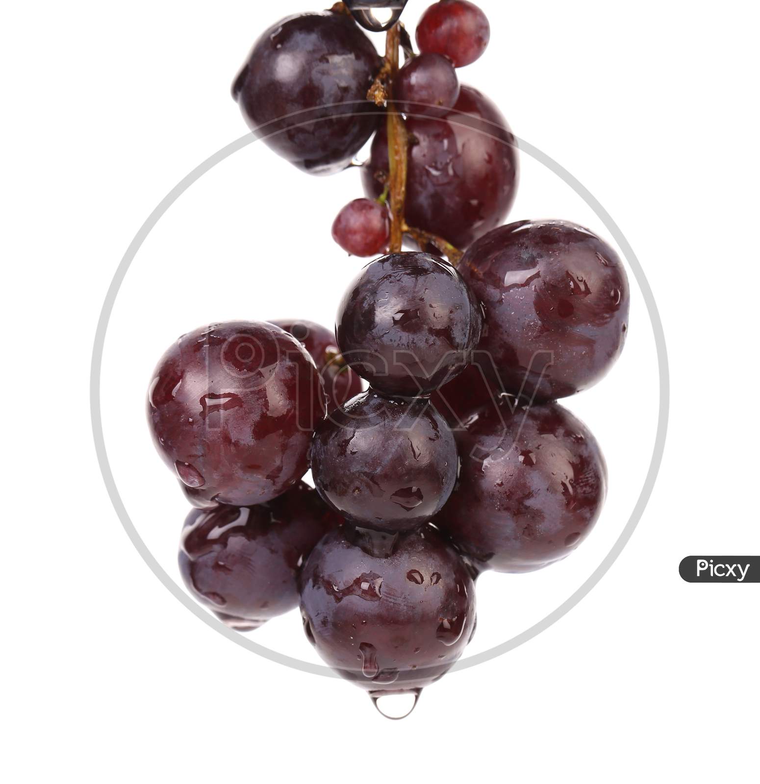 Bunch Of Ripe And Juicy Black Grapes. Isolated On A White Background.