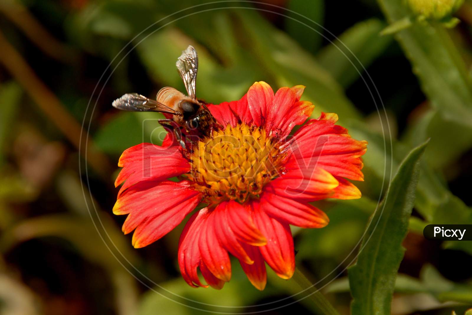 Honey Bee Sucking Nectar From a Flower