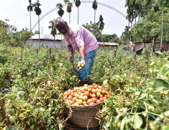 Farmer  Works At His Field During A Nationwide Lockdown Imposed In The Wake Of Coronavirus Pandemic At Sunaibali Village In Nagaon District Of Assam