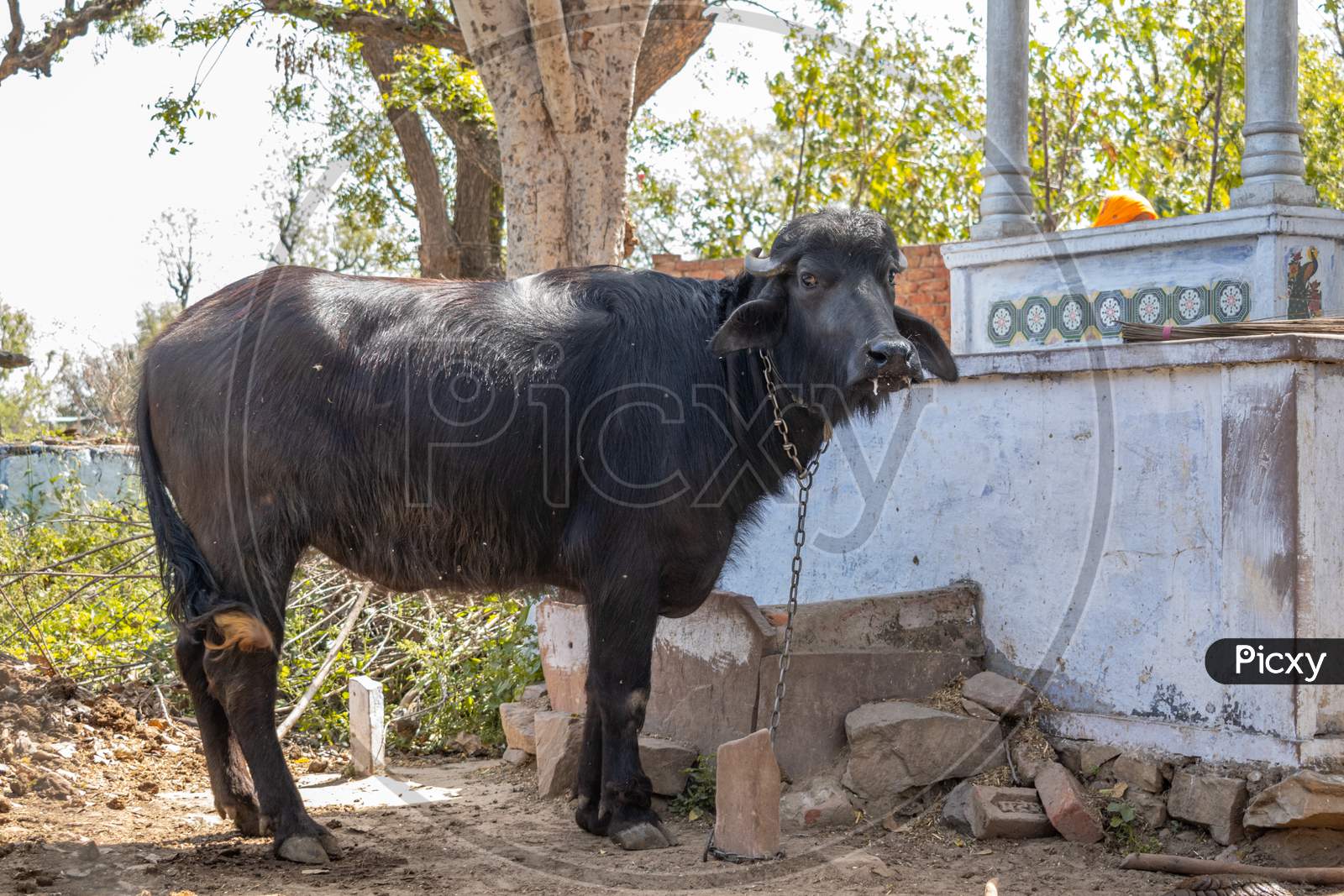 A buffalo at a farm in India