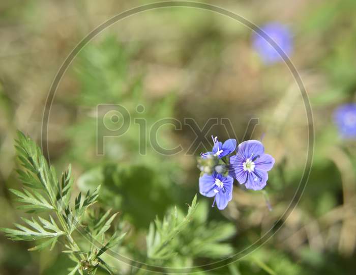 Flowers In The Garden Outdoor. Close-Up Photo. Nature In Details Concept.