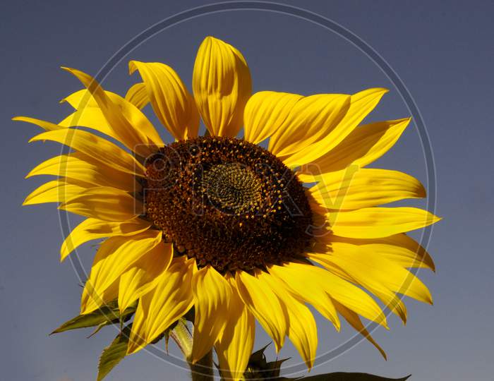 Macro Shot Of Sunflower Forming a Background