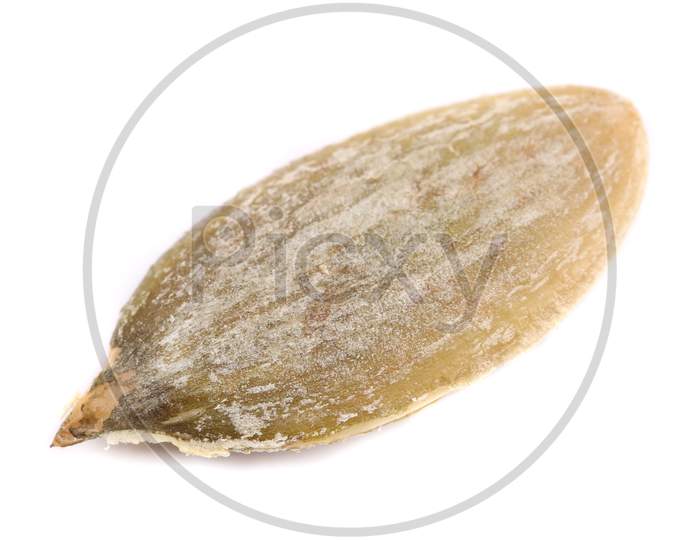 One Dry Pumpkin Seed. Isolated On A White Background