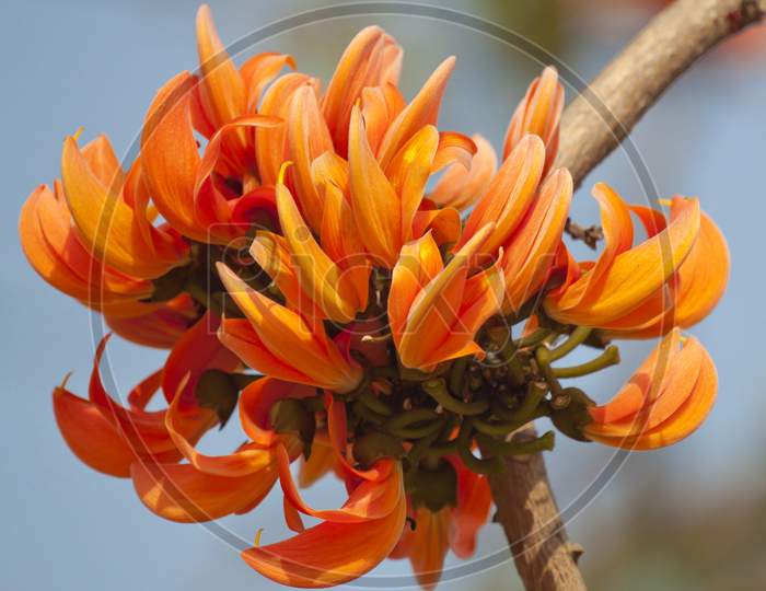 Flame Of The Forest (Butea Monosperma) In Full Bloom In Dhaka, Bangladesh.