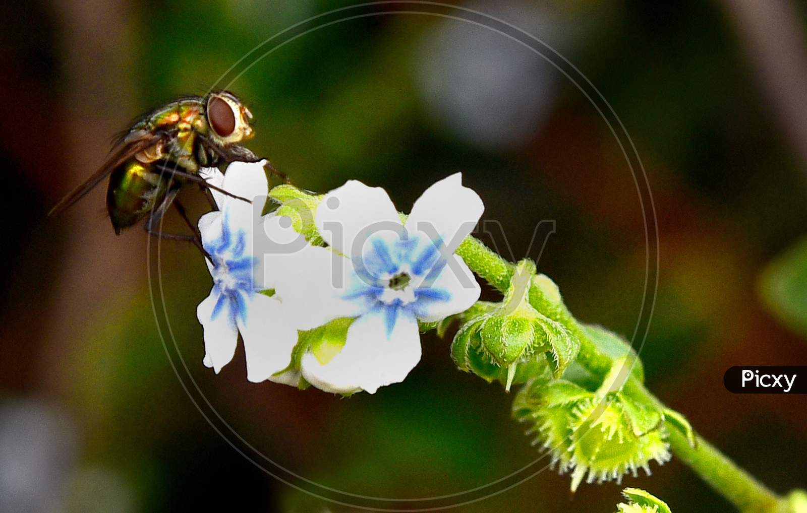 Macro Shot Of Wild Flowers blooming in Tropical Gardens Forming a background