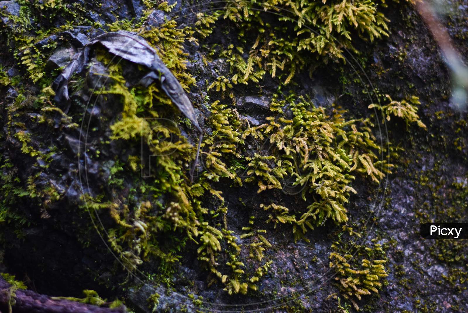 moss on rocks in mountain