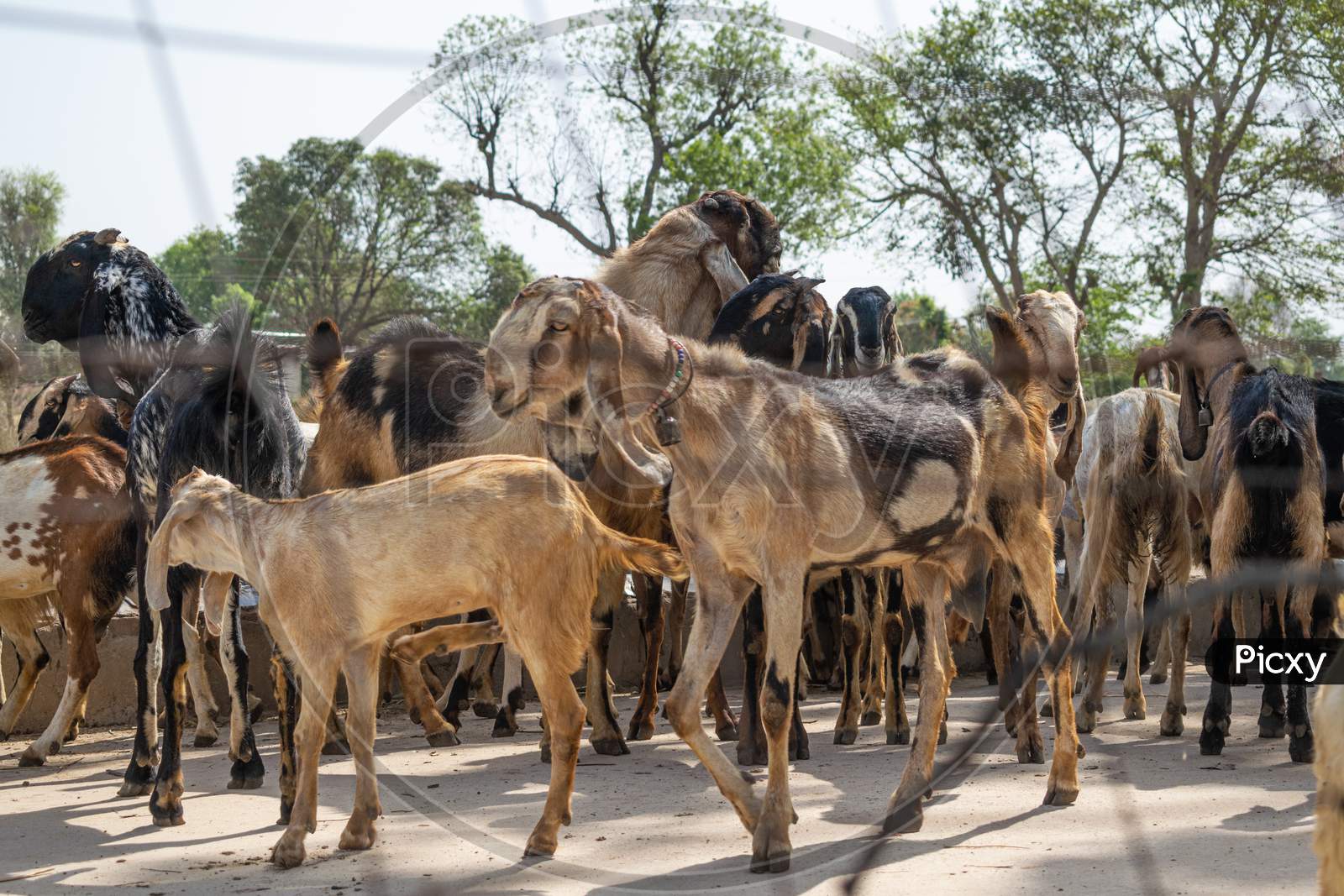 A herd of goats in a rural area