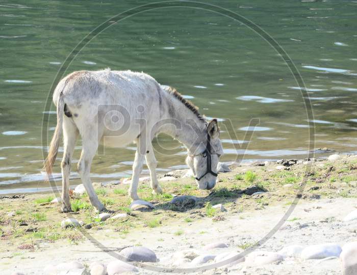Horse Beside the Shoreline  in Himachal Pradesh India