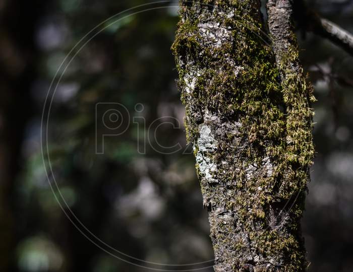 moss on the old tree in the mountain