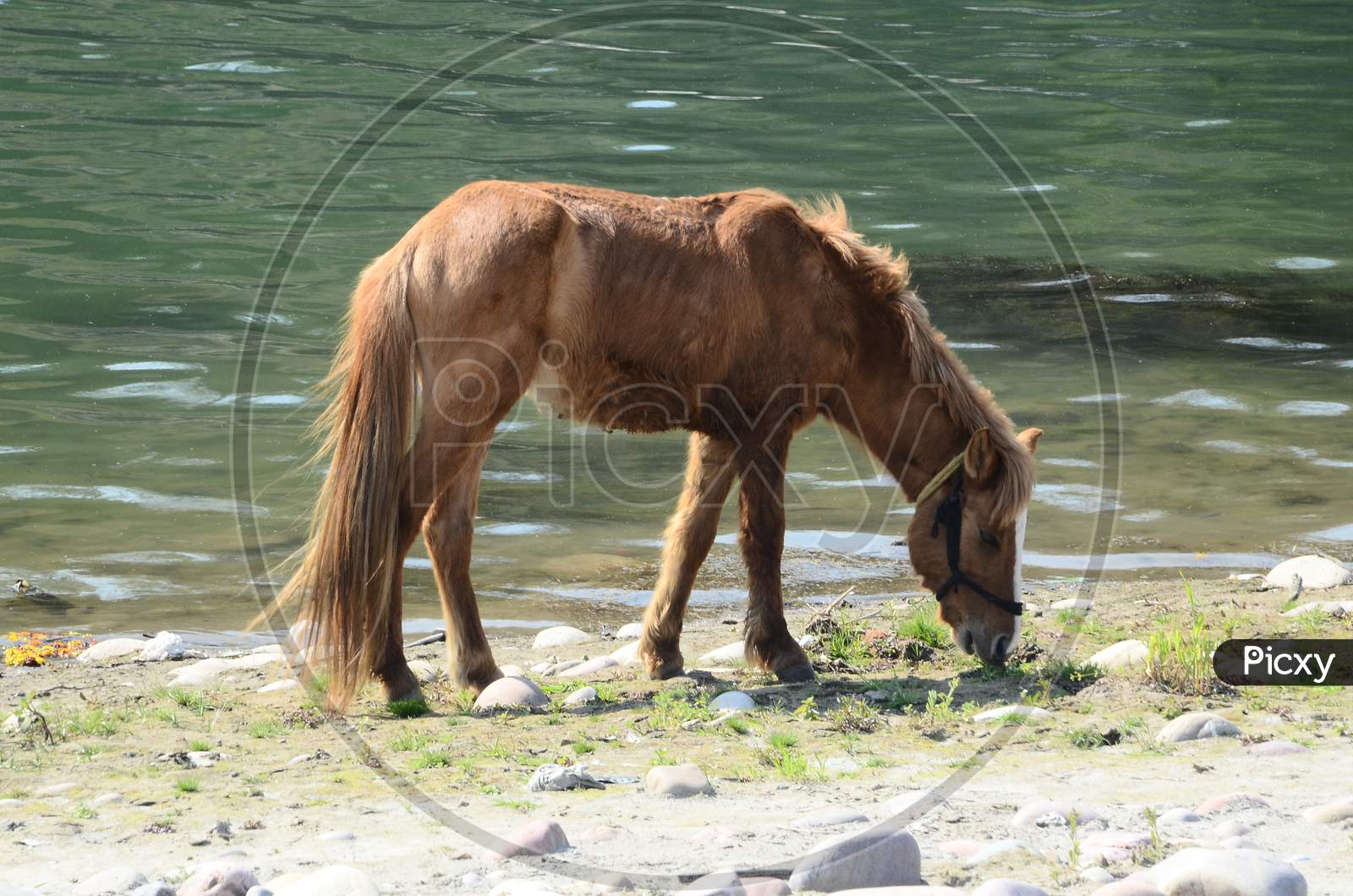 Horse Beside the Shoreline  in Himachal Pradesh India 1