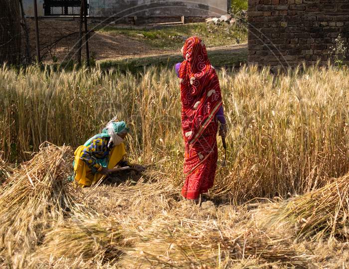 Indian Farmers harvest wheat crop manually by hand using sickle