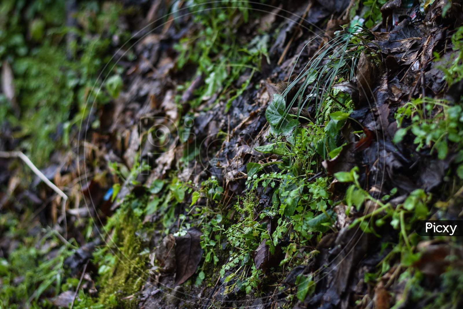 green moss on a wall
