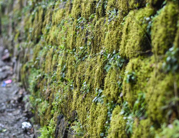 moss on rocks in mountain