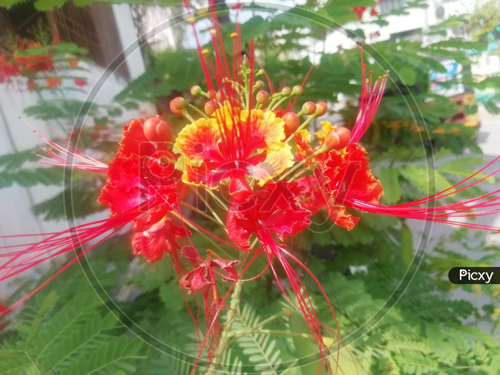 Red colored cute flower in a garden in south india