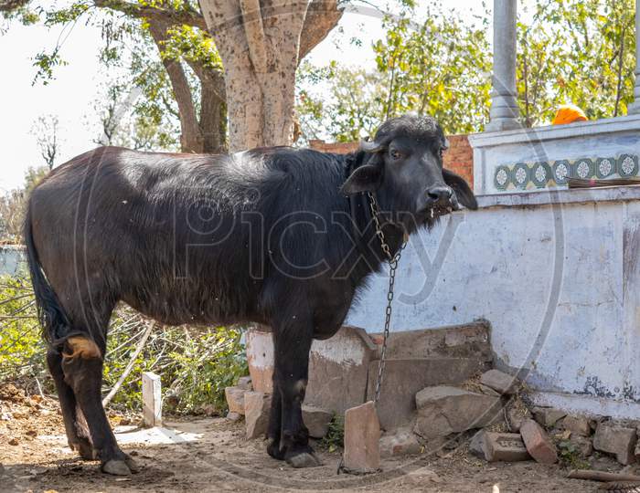 A buffalo at a farm in India