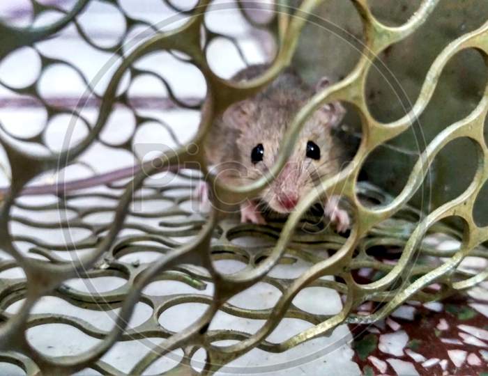 A Small Mouse Trapped In A Metal Cage Close-Up Shot