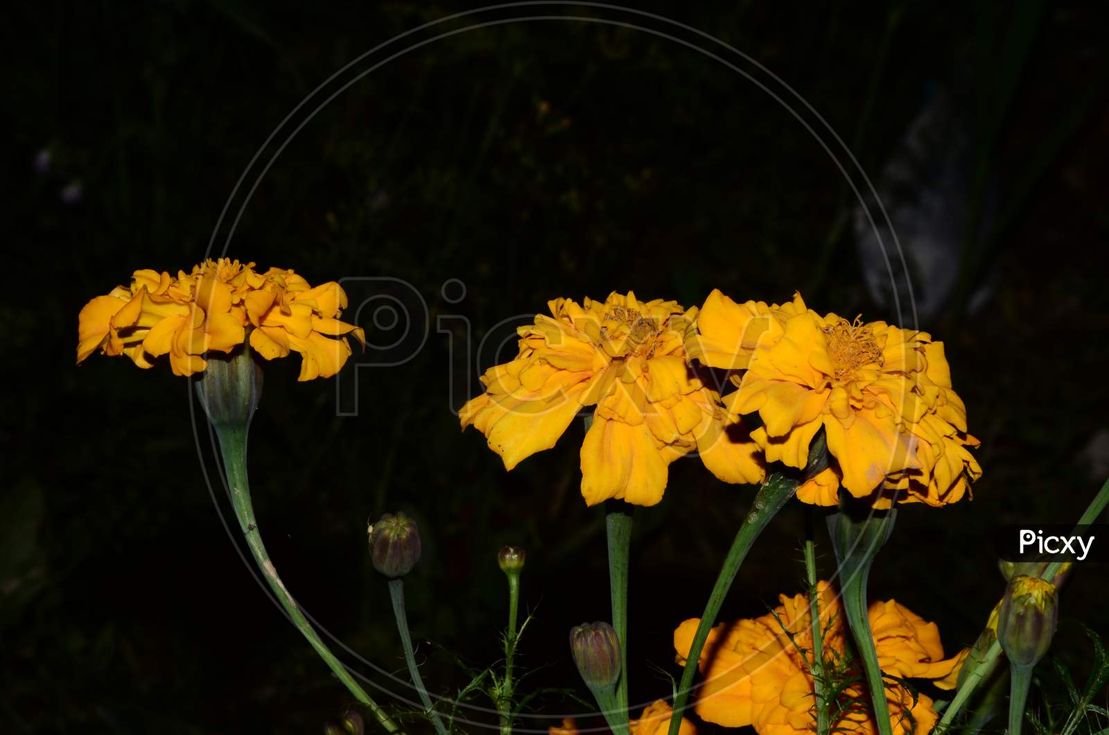 Beautiful yellow flowers in garden