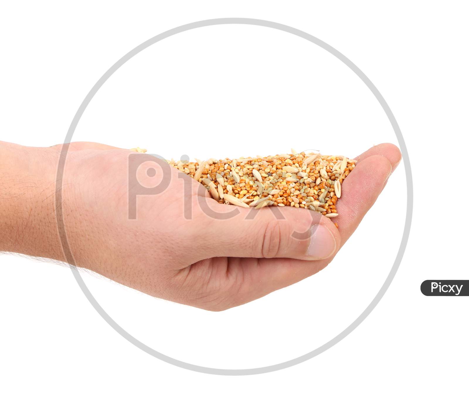 Hands Holds Heap Of Corn Grain. Isolated On A White Background.